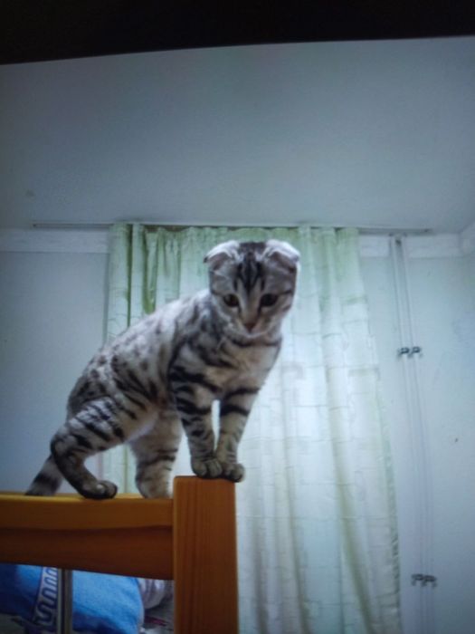 Mushuk Mushuk 4.5 oyli qiz bola Britanskiy zotli narxi kelishiladi