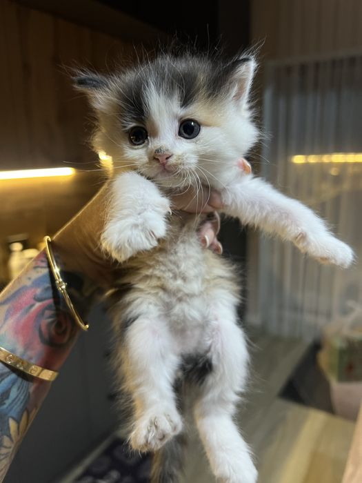 Отдам котят бесплатно
