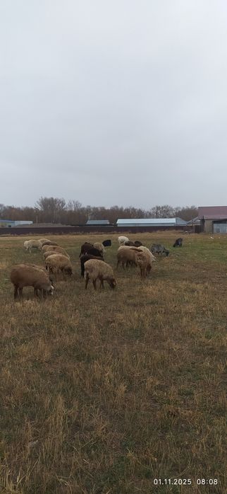 Ассалаумағалейкум саулық қойлар сатылады