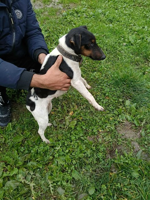 Vând femela Jack terrier