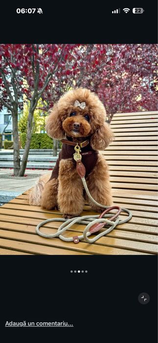 Pudel toy de vanzare