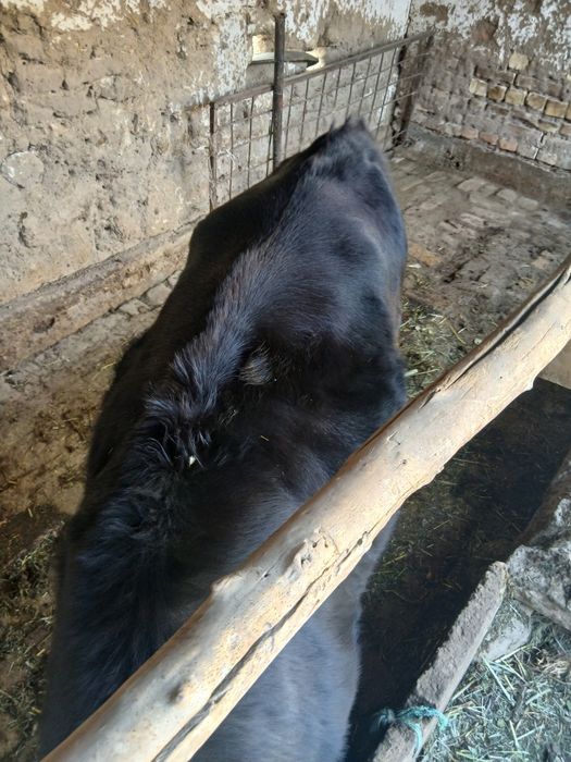 Ginojin zor yeb iciwi yaxwi