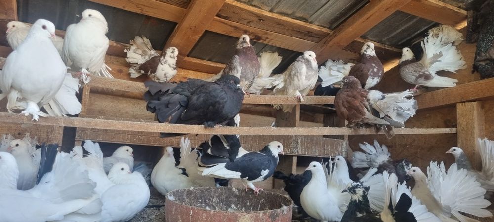 Porumbei rotati de vanzare