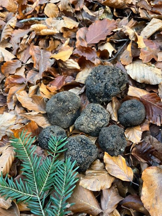 Trufe negre de iarnă