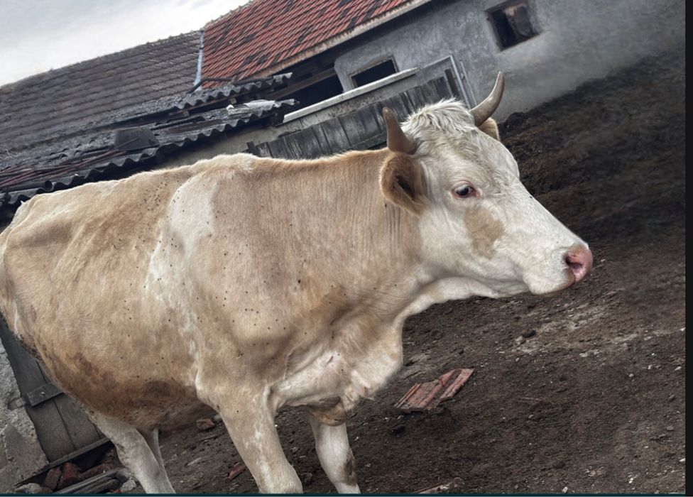 Vând vaci bune de lapte!!!