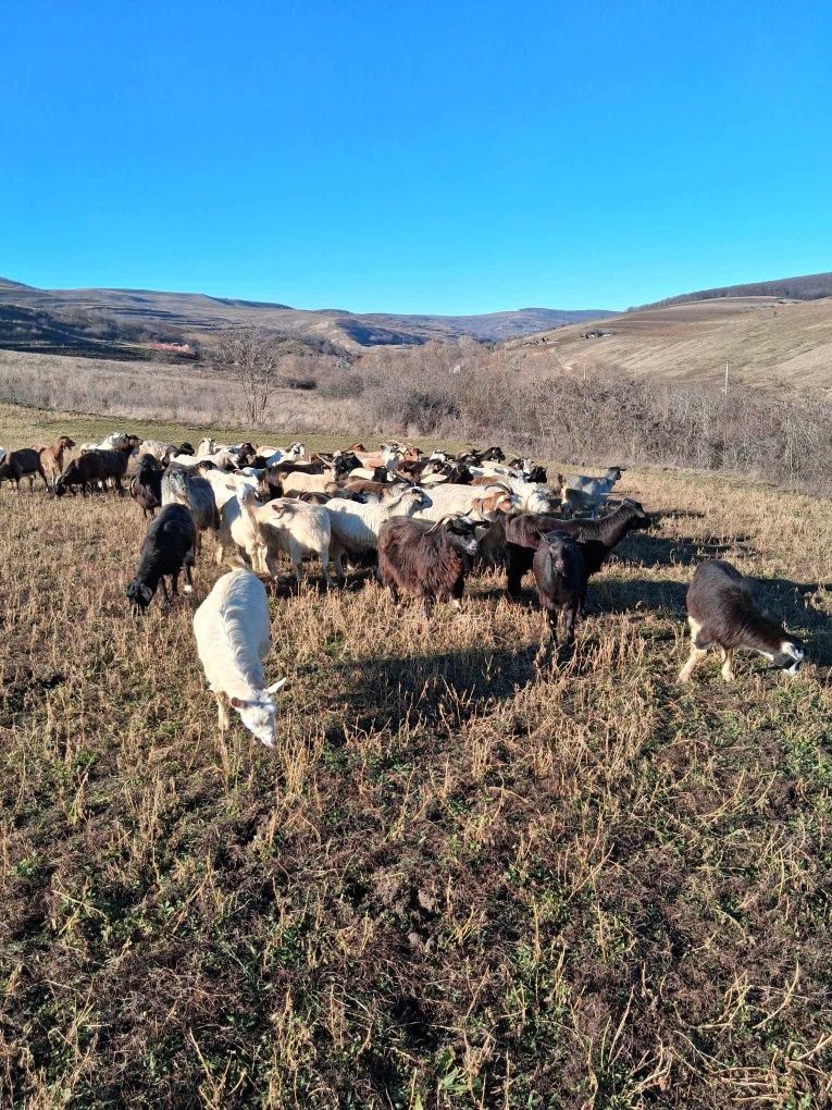 Capre de vanzare