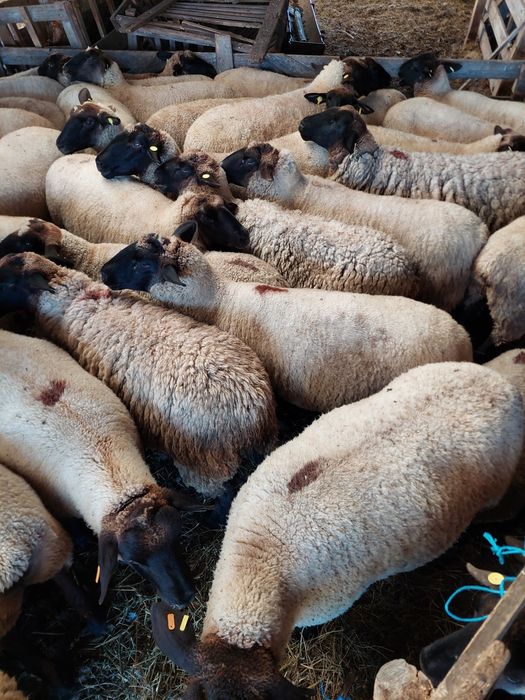 Oi metis Suffolk rasa carne