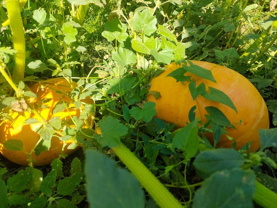 Тыква домашняя, тыква
