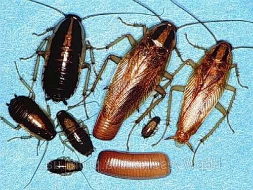 Средства от тараканов мух клещей клопов блох маг Тайбурыл