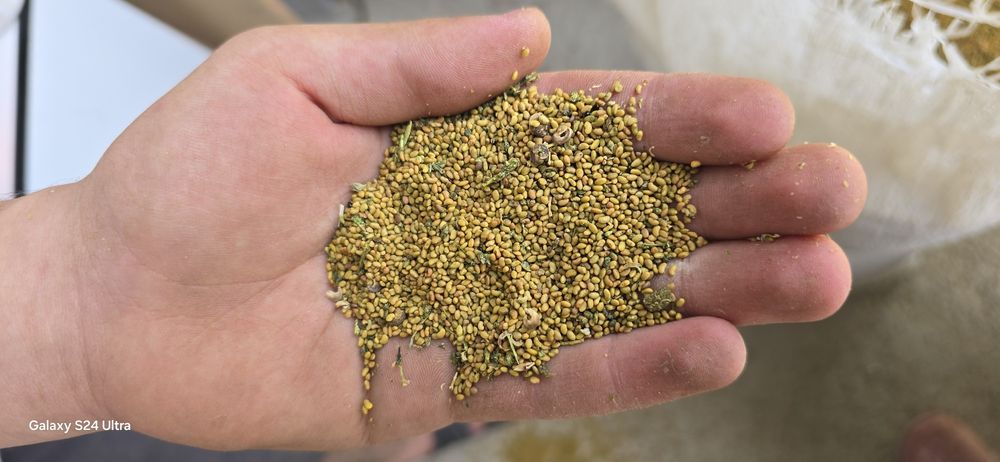 Беда уруги. Семена клевера