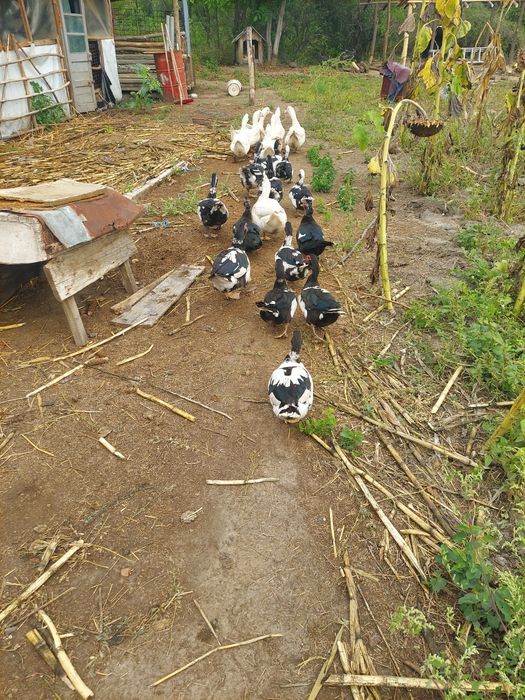 Vând rațe leșesti