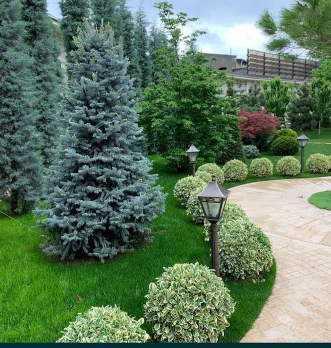 Газон Микроклимат  Палив хизматлари уйигизга ёки офисга тақдим этамиз