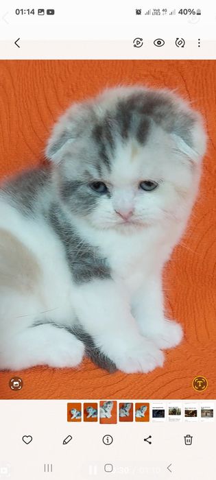 Продаётся  замечательная  девочка  ей месяца  только  бронь