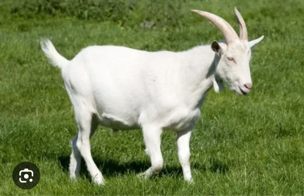 Козье молоко заречный 4