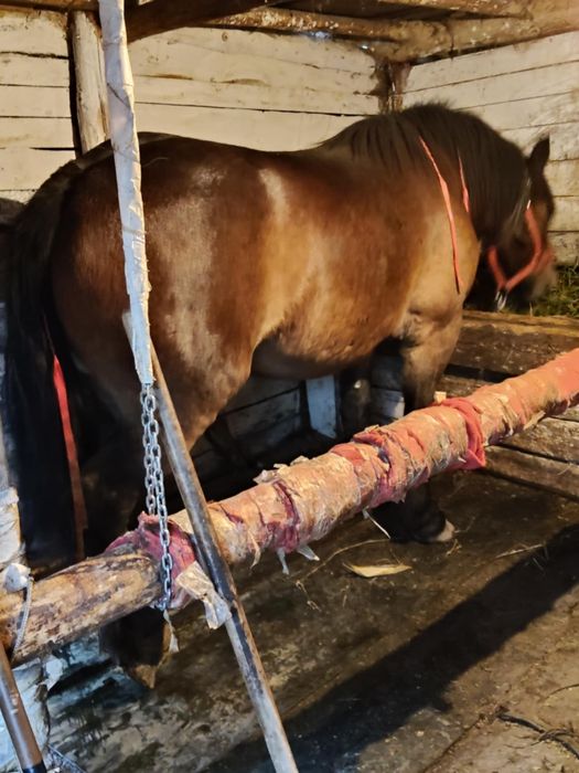 Vând sau schimb o mânza de 3 ani