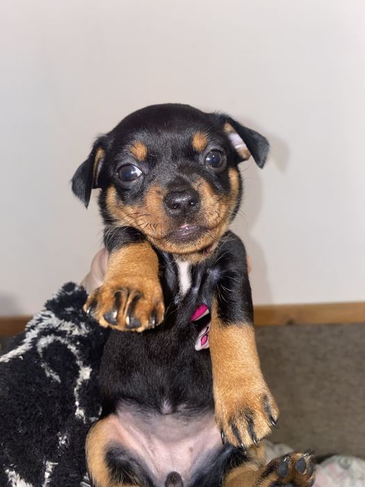 Мини пинчери женски 3 на брой