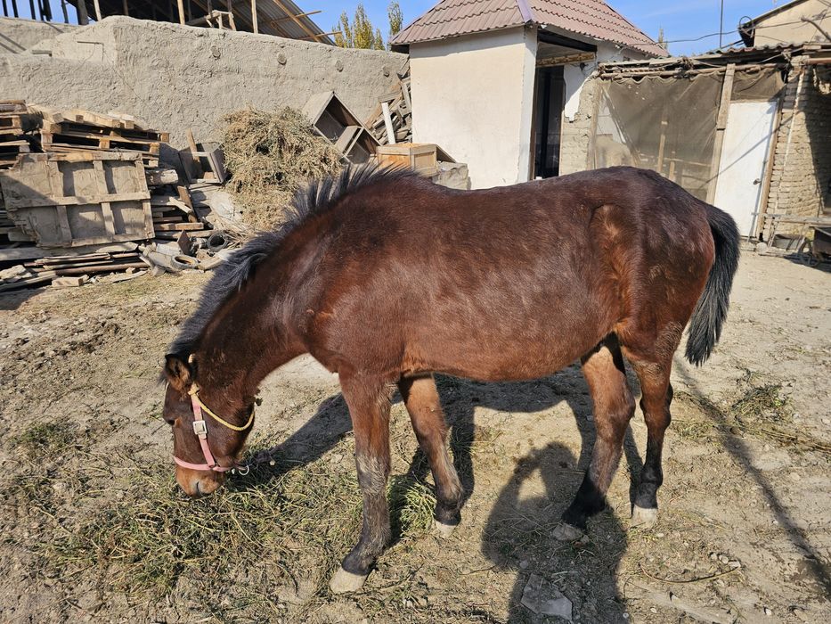 Той сотилади келишамиз