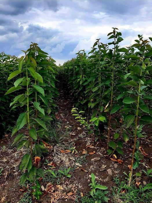 Pomi certificati fitosanitar