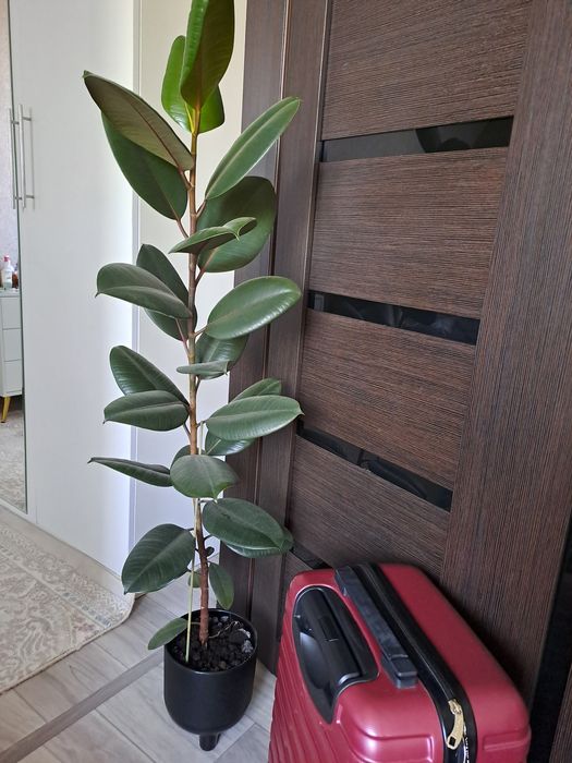 Фикус каучуконосный

OLX.KZ
Приложение уже установлено
Фикус каучуконо