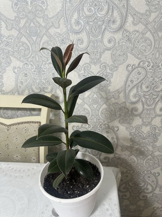 Комнатные цветы Фикус