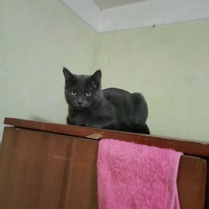 Продам котят 4,5 месяца. Британцы короткошерстные