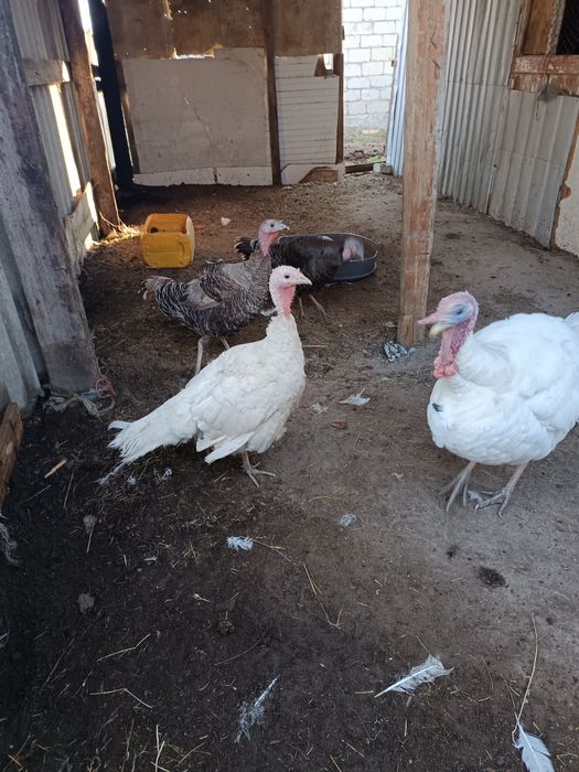 Индюк сатылады  ,