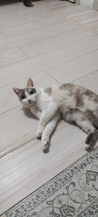 Отдам только в хорошие руки домашние кошку