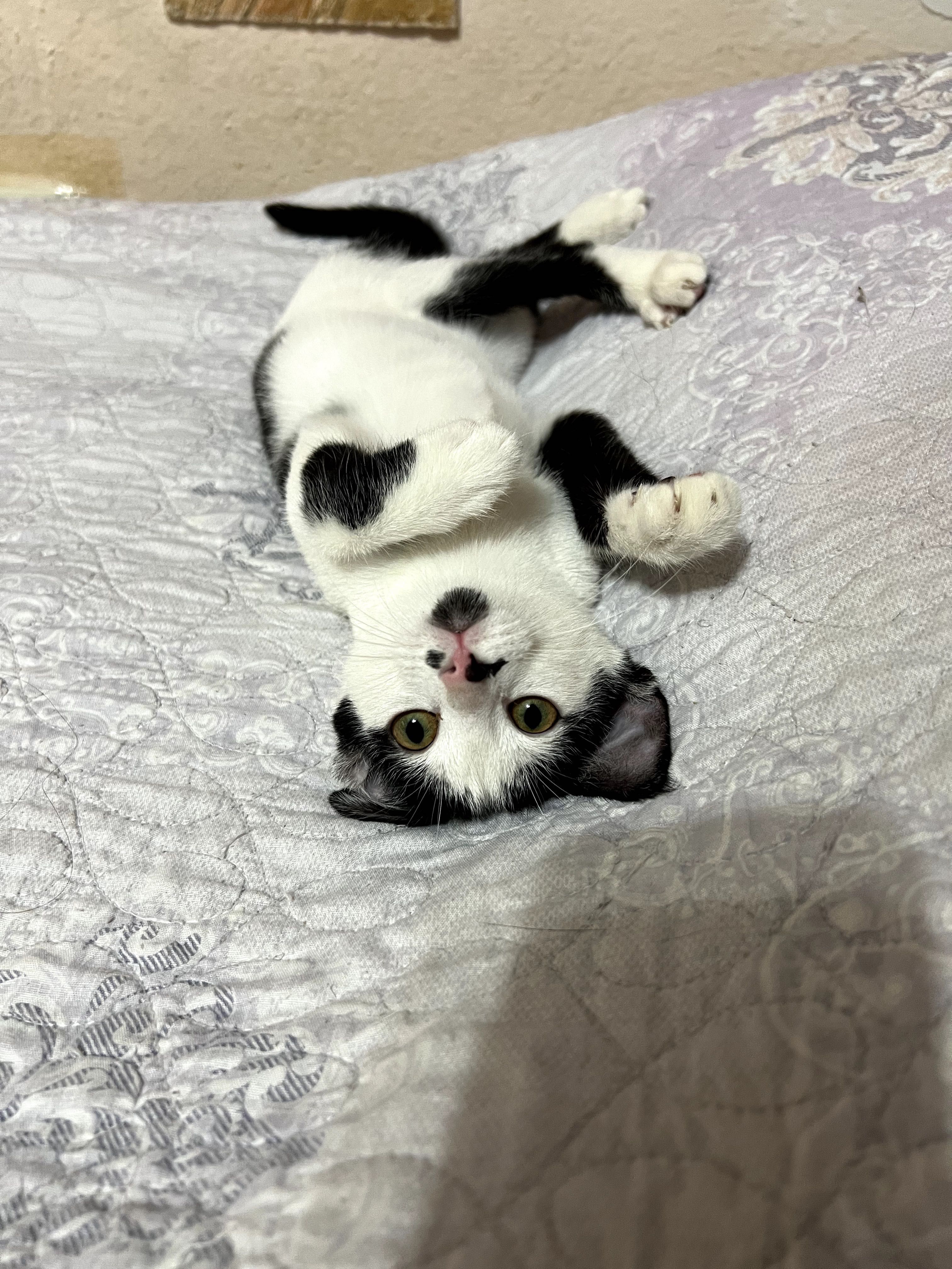 Пристраивается котенок девочка