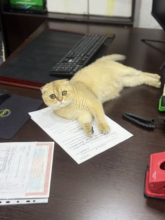 Продается катенок золотая шиншила фолд N 12