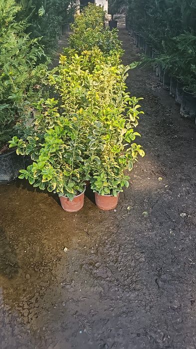 Plante ornamentale