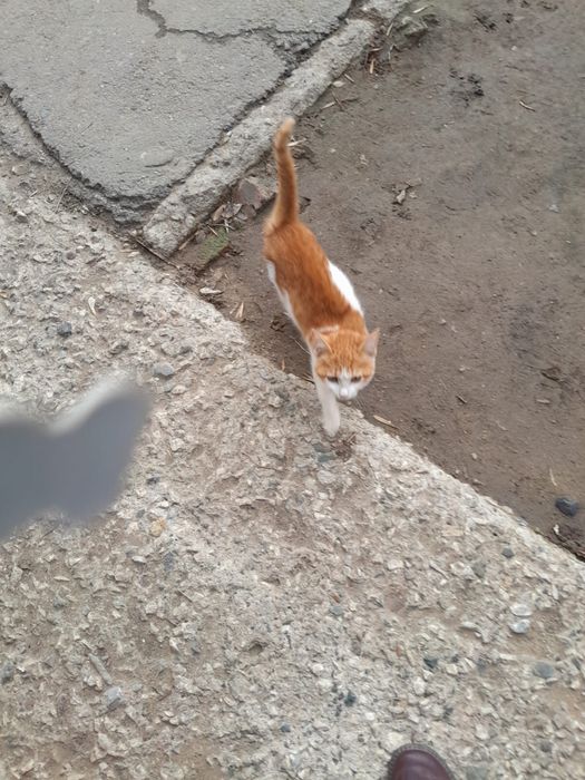 Отдам котенка мальчика