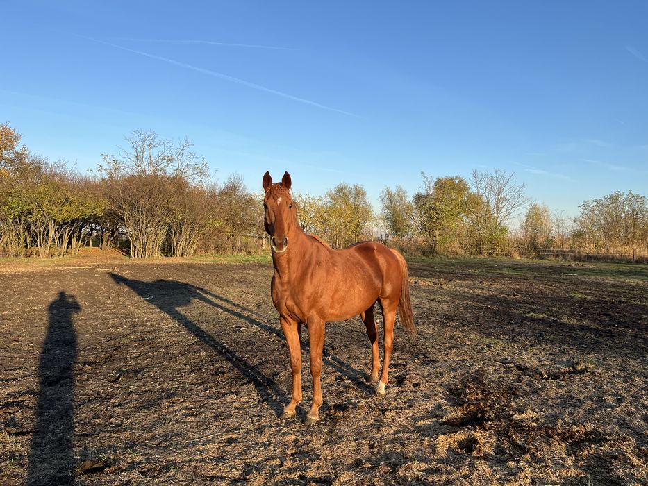 Cal pur sânge englez