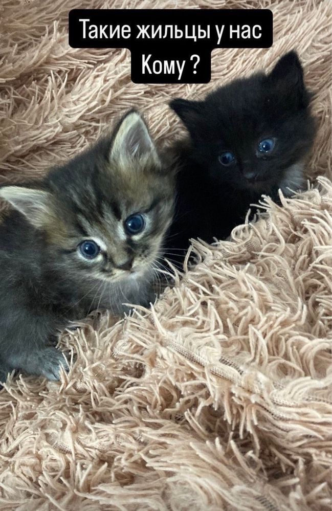 Котята в добрые руки!