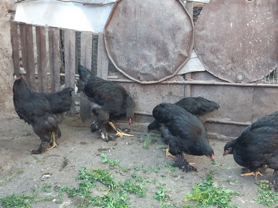 Pui Brahma negru si columbia