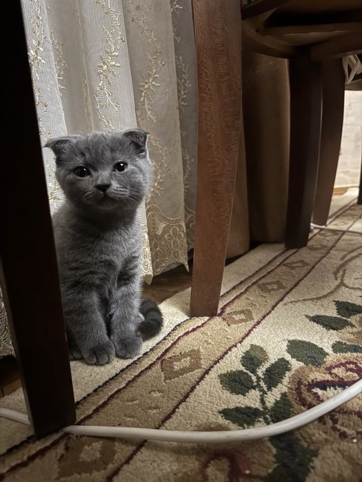 Продается Скоттиш Фолд