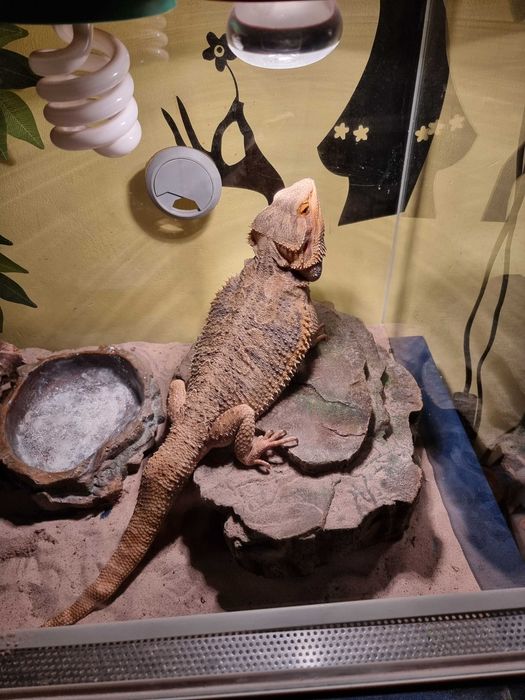 Soparla/Iguana Agama cu Terariu