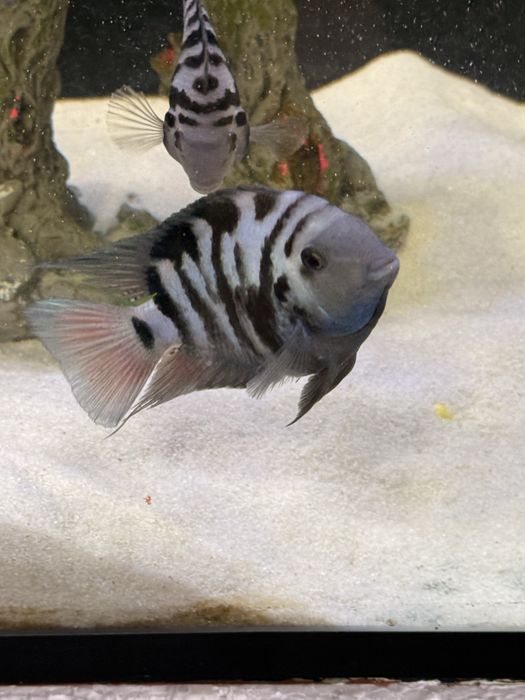 Баликлар сотилади иккаласа битта пара ишлаб турган баликлар