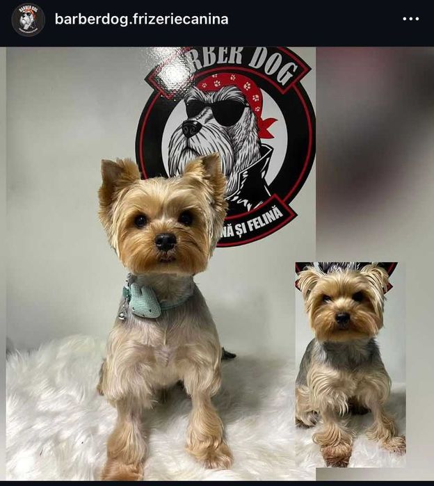 Frizerie canina si felina in fata casei in Bucuresti si Ilfov