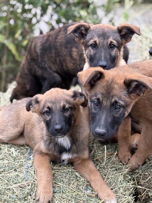 7 Catei si 3 pisici spre adoptie