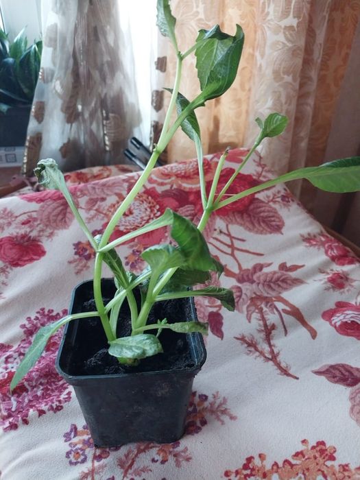 Продаю растения для дома