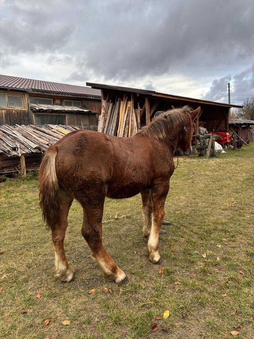 mânz, armăsar 7 luni