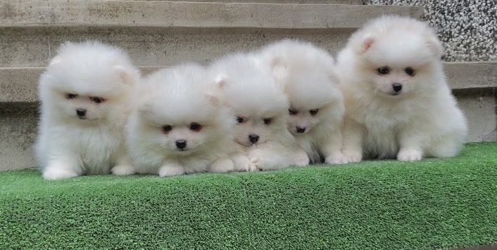 Померан померани