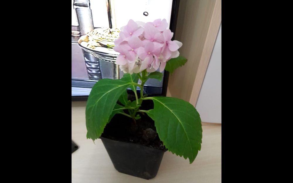 Продам комнатные цветы гортензию комнатную крупнолистную