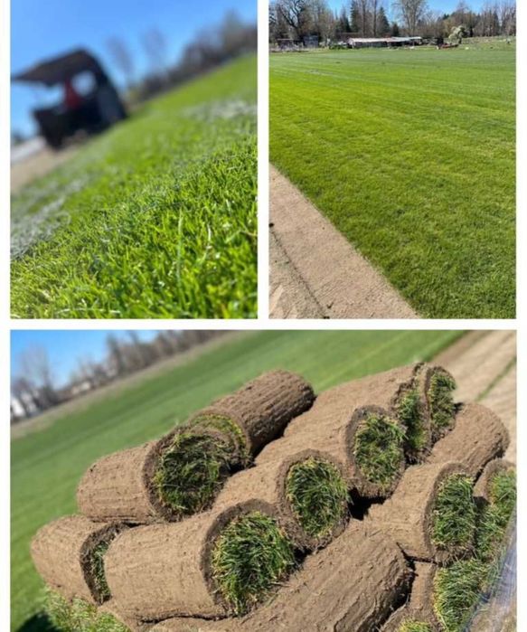 Gazon rulou calitate extra oriunde in tara