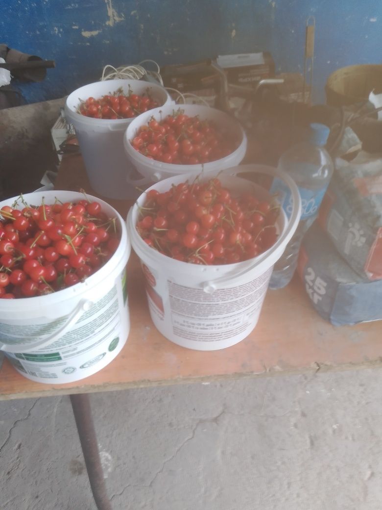 Продам черешню  горная