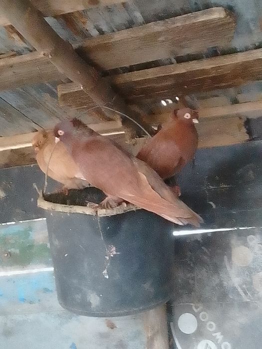 Pporumbei jucători și misirlii de vânzare