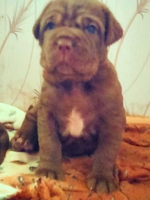 Шикарные щенки мастино Наполитано