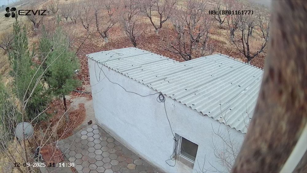 Бог 2гектар Гилос майский