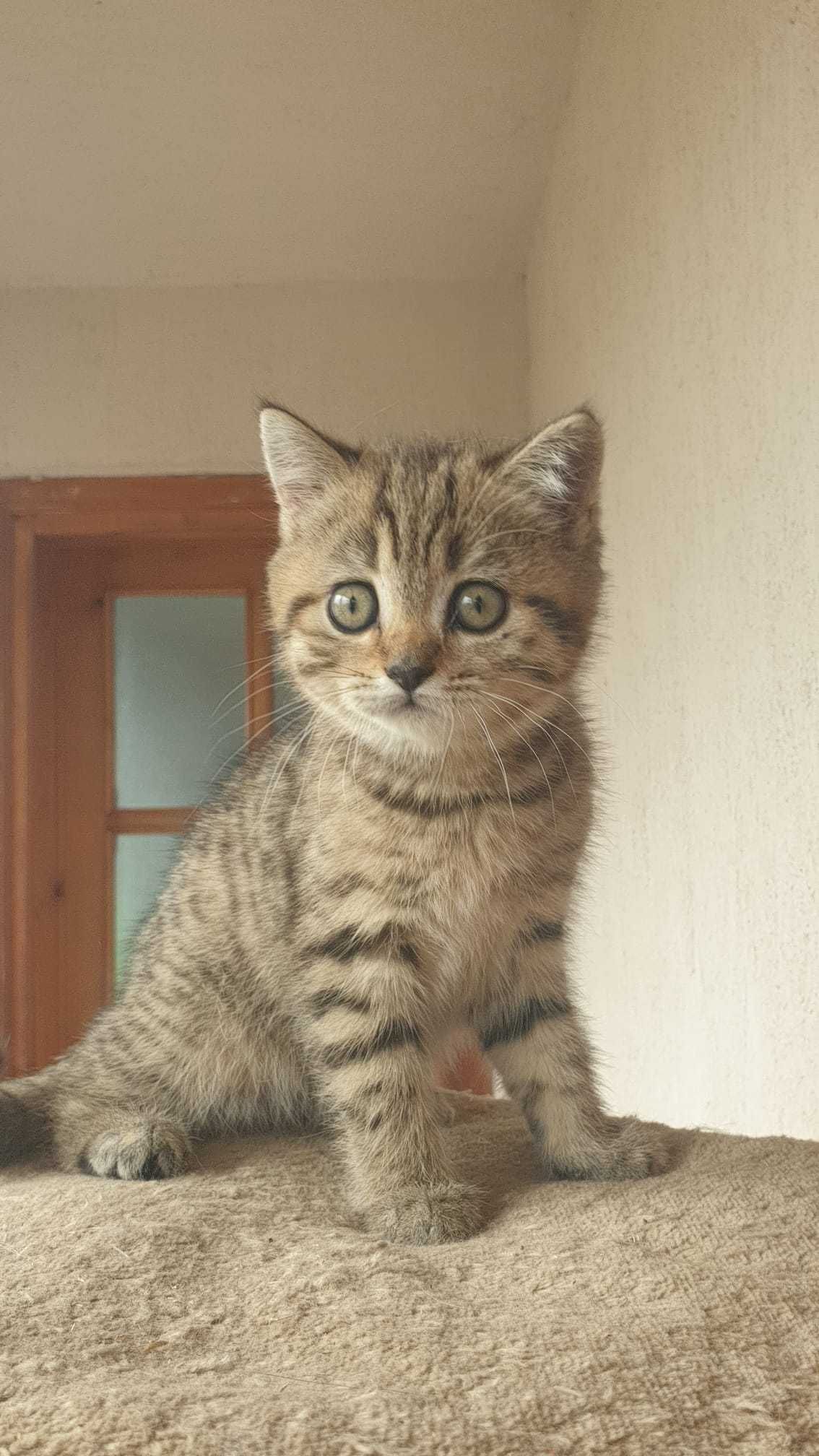 British shorthair Tabby