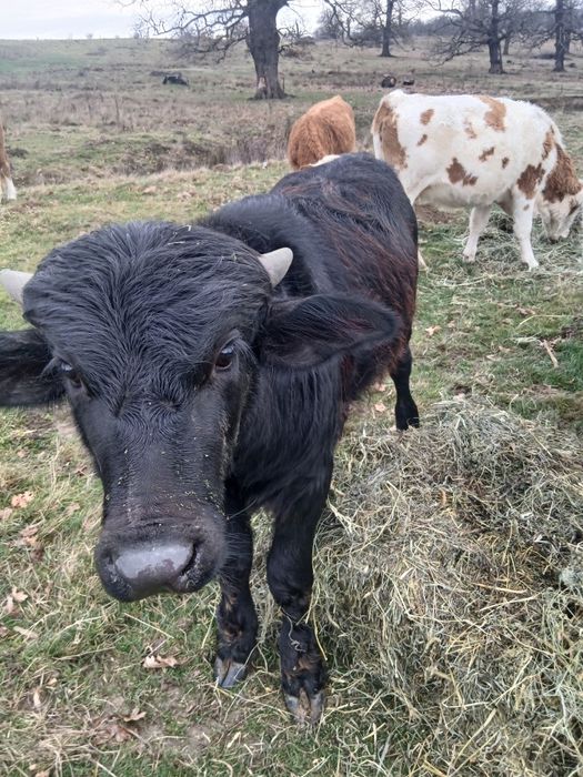 Vând taur de bivola